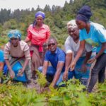 KINALE FOREST TREE PLANTING
